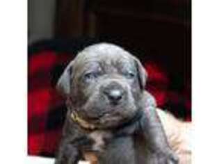 Cane Corso Puppy for sale in Lakeland, FL, USA