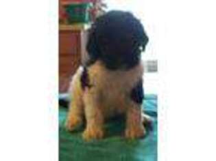 Goldendoodle Puppy for sale in Campbellsville, KY, USA