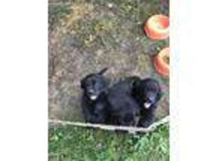 Newfoundland Puppy for sale in Oil City, PA, USA