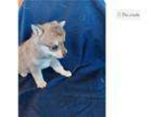 Alaskan Klee Kai Puppy for sale in Pueblo, CO, USA