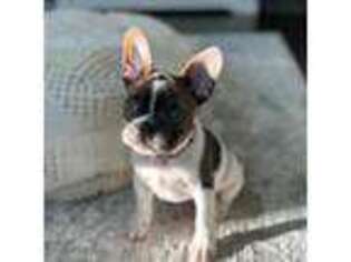 French Bulldog Puppy for sale in Lebanon, OH, USA