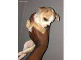 Chihuahua Puppy for sale in Atlanta, GA, USA