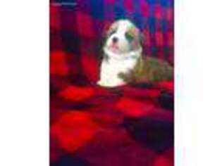 Pembroke Welsh Corgi Puppy for sale in Caro, MI, USA