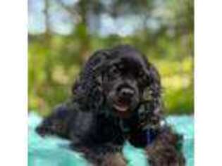 Cocker Spaniel Puppy for sale in Paducah, KY, USA
