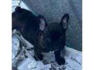 French Bulldog Puppy for sale in East Waterford, PA, USA