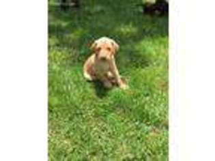 Labrador Retriever Puppy for sale in Fredericksburg, VA, USA