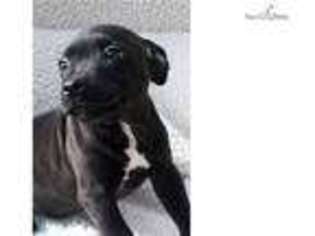 Staffordshire Bull Terrier Puppy for sale in Fort Worth, TX, USA