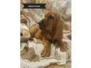 Bloodhound Puppy for sale in Dunnellon, FL, USA