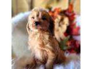 Cavapoo Puppy for sale in Wichita Falls, TX, USA