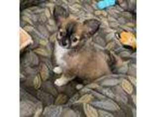 Chihuahua Puppy for sale in Dallas, GA, USA
