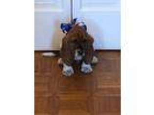 Basset Hound Puppy for sale in Evansville, IN, USA