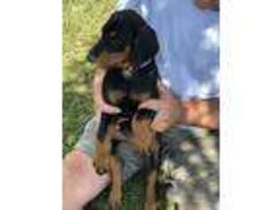 Doberman Pinscher Puppy for sale in Sylvania, GA, USA