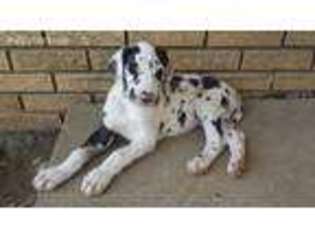 Great Dane Puppy for sale in Selma, IN, USA