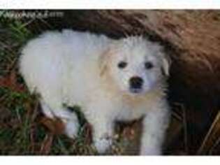 Great Pyrenees Puppy for sale in Waterford, VA, USA