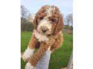 Goldendoodle Puppy for sale in Horicon, WI, USA