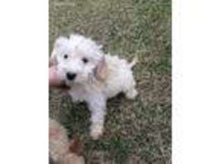 Goldendoodle Puppy for sale in Kenton, OH, USA