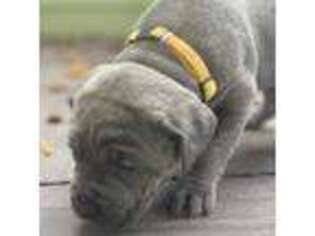 Cane Corso Puppy for sale in Belle Chasse, LA, USA