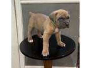 Cane Corso Puppy for sale in Baltimore, MD, USA