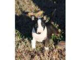 Bull Terrier Puppy for sale in Mount Vernon, MO, USA