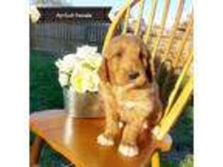 Goldendoodle Puppy for sale in Cameron, MO, USA