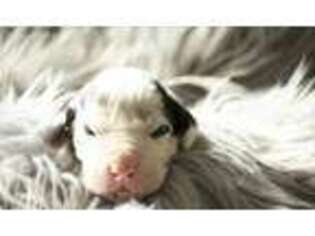 Great Dane Puppy for sale in Cumberland Furnace, TN, USA