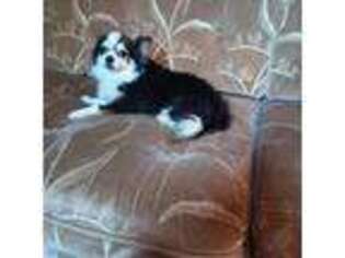 Chihuahua Puppy for sale in Lincolnton, NC, USA