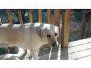 Labrador Retriever Puppy for sale in PIGEON FORGE, TN, USA
