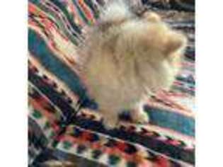 Pomeranian Puppy for sale in Antioch, CA, USA