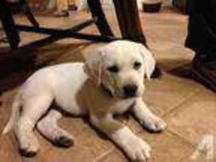 Labrador Retriever Puppy for sale in ANNA, TX, USA