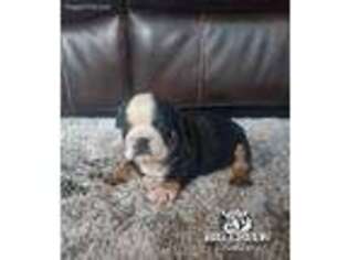 Bulldog Puppy for sale in Erie, KS, USA
