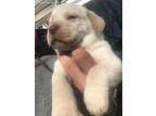 Labrador Retriever Puppy for sale in Floyd, VA, USA