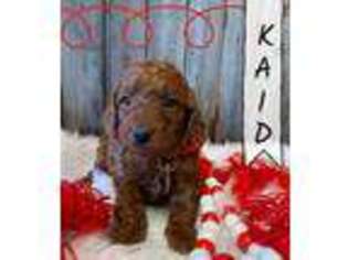 Goldendoodle Puppy for sale in Hoosick Falls, NY, USA