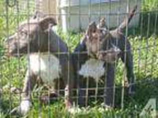American Pit Bull Terrier Puppy for sale in MARTINSVILLE, VA, USA