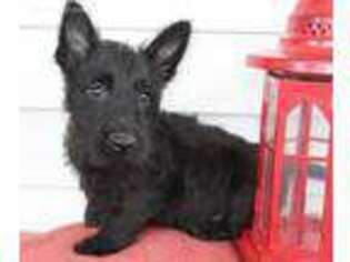 Scottish Terrier Puppy for sale in Rochester, IN, USA