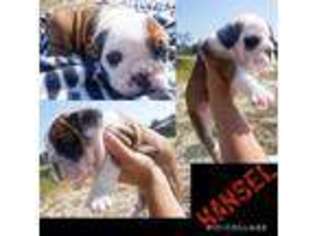 Bulldog Puppy for sale in Cleveland, TX, USA