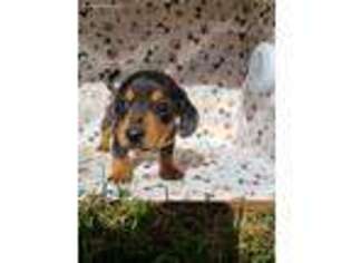 Dachshund Puppy for sale in Meadowview, VA, USA