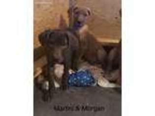 Great Dane Puppy for sale in East Waterford, PA, USA