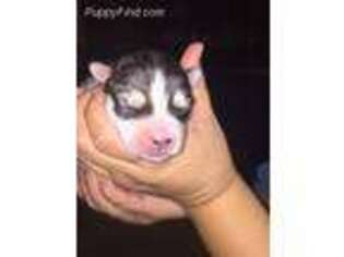 Siberian Husky Puppy for sale in Lebanon, PA, USA