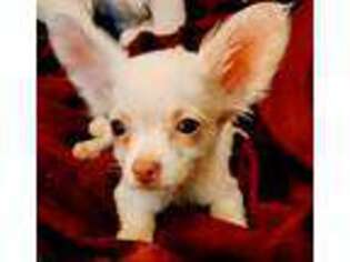 Chihuahua Puppy for sale in Newington, CT, USA