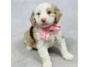 Mutt Puppy for sale in Strasburg, OH, USA