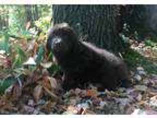 Newfoundland Puppy for sale in Falmouth, MI, USA