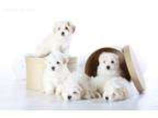 Coton de Tulear Puppy for sale in Surprise, AZ, USA