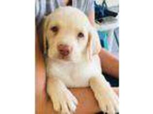 Labrador Retriever Puppy for sale in Live Oak, FL, USA