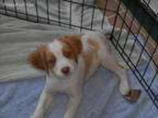 Brittany Puppy for sale in Rochester, WA, USA