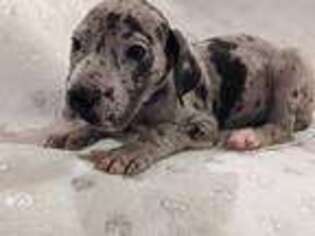 Great Dane Puppy for sale in Republic, MO, USA