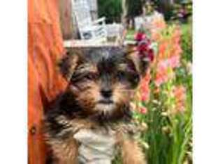 Yorkshire Terrier Puppy for sale in Spring Lake, NC, USA