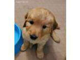 Golden Retriever Puppy for sale in Boulder, CO, USA