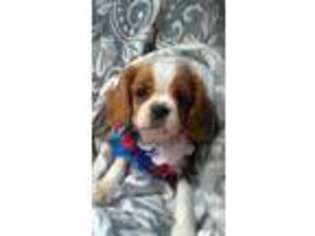 Cavalier King Charles Spaniel Puppy for sale in Falls Church, VA, USA