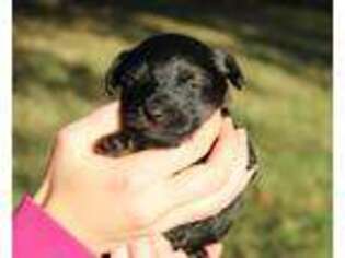 Yorkshire Terrier Puppy for sale in Garnett, KS, USA