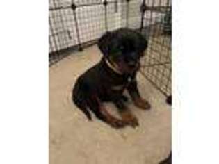 Rottweiler Puppy for sale in Rialto, CA, USA